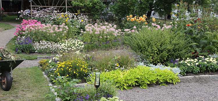 Vackra blommor och växter inne på Krusenstiernska gårdens trädgård