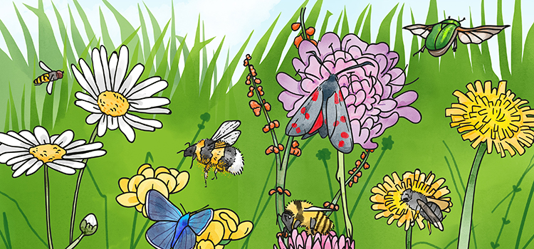 Illustration - humlor, fjärilar och bin som flyger runt bland blommor och ängar.