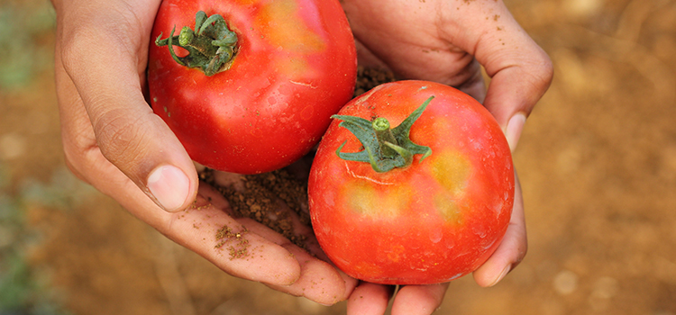 Händer som håller i två stora röda tomater.