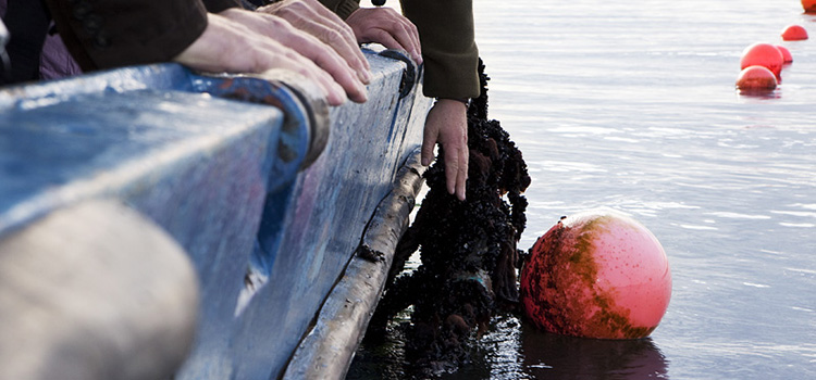Bild på personer i en båt som undersöker alger i vattnet.