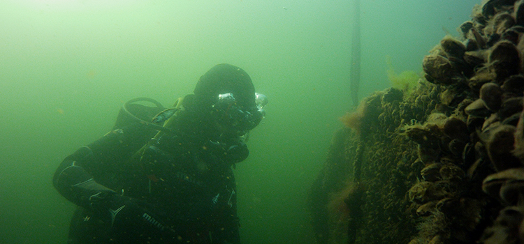 Dykare som inspekterar en musselodling under vattnet