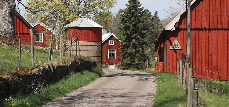 En smal landsväg i grus, på sidorna av vägen finns faluröda hus och en silo.