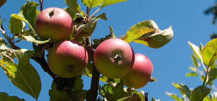 Närbild på äpplen i ett äpelträd